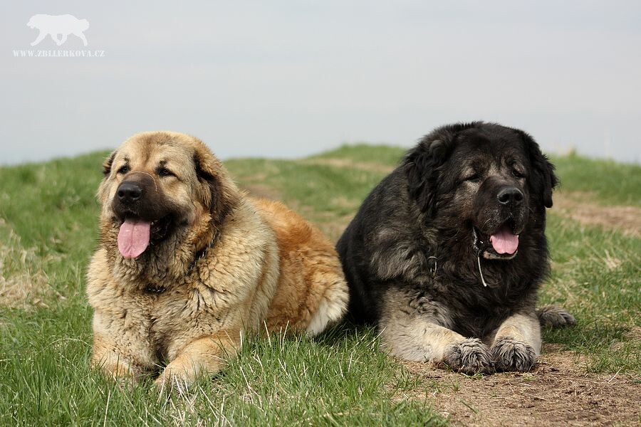 Caucasian mountain dog  z Bllerkova